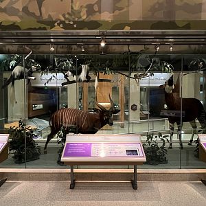 African Congo Mammals