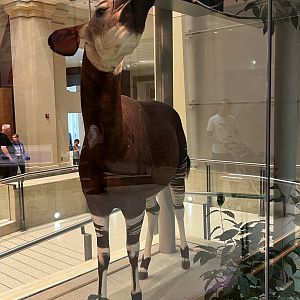 Okapi