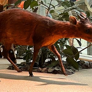 Bay Duiker