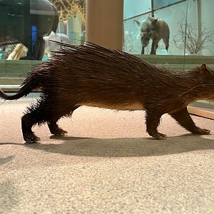 African Brush Tailed Porcupine