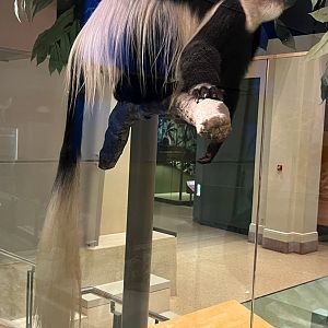 Eastern Black & White Colobus Monkey