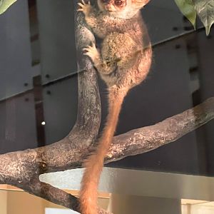 South African Galago