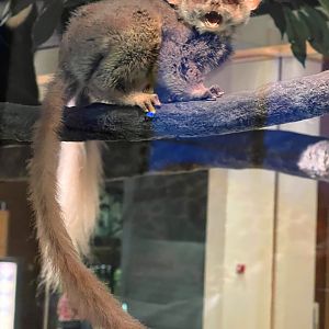 South African Galago