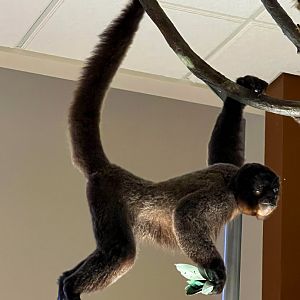 Humboldt's Woolly Monkey