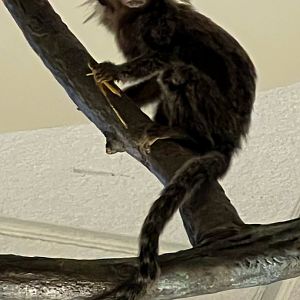 Common Marmoset
