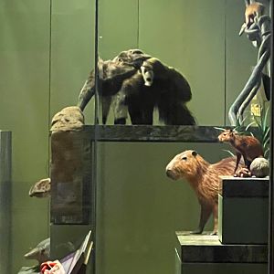 Amazon Mammals