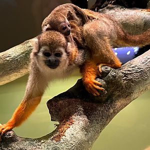 Common Squirrel Monkeys