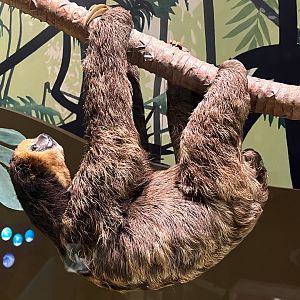 Three Toed Sloth