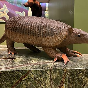 Giant Armadillo