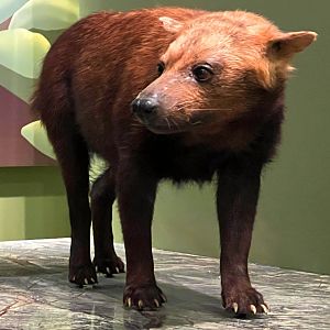 Bushdog