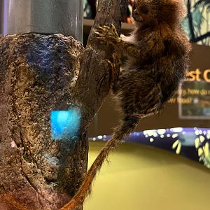 Pygmy Marmoset