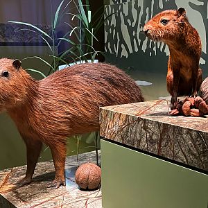 Capybara & Red Rumped Agouti