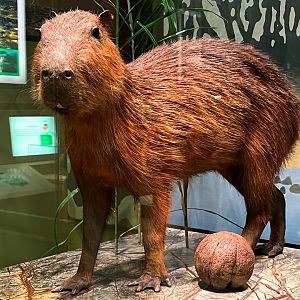 Capybara