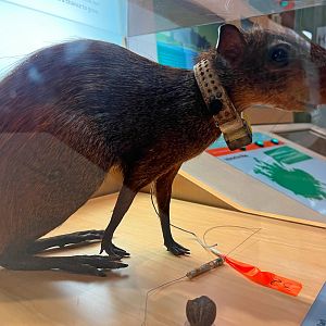 Collared Red Rumped Agouti