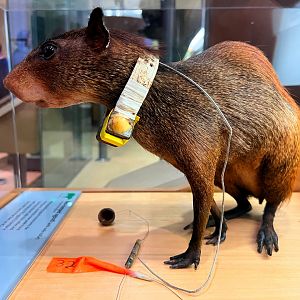 Collared Red Rumped Agouti