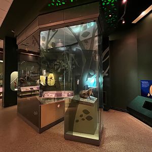 Amazon Nocturnal Mammals