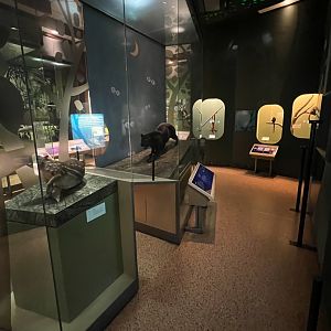 Amazon Nocturnal Mammals