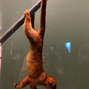 Kinkajou
