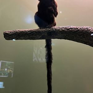 Goeldi's Monkey