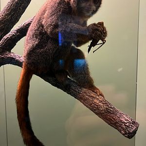 Northern Night Monkey