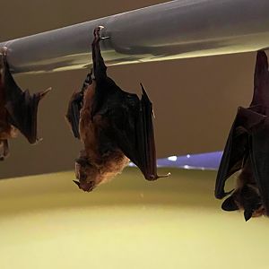 Jamaican Fruit Eating Bats
