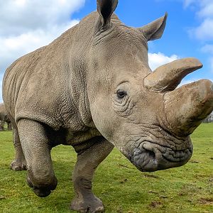 White rhinoceros : Whipsnade : 02 Apr 2023