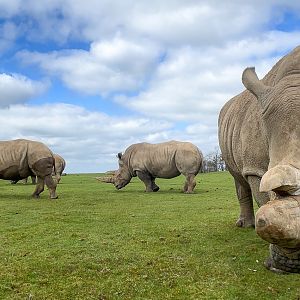 White rhinoceros : Whipsnade : 02 Apr 2023