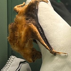 Vampire Bat