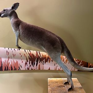 Red Kangaroo