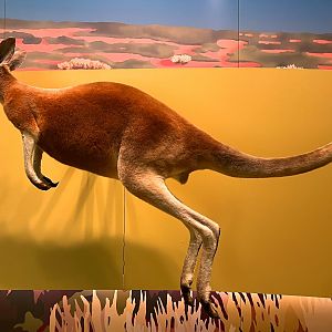 Red Kangaroo