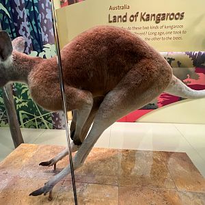Red Kangaroo
