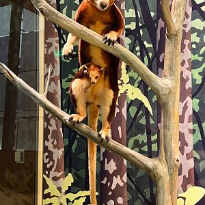Matschie's Tree Kangaroos