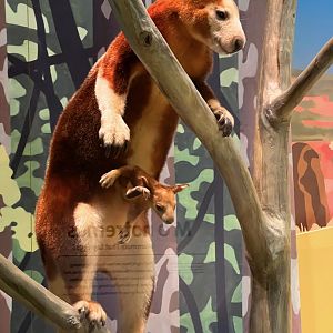 Matschie's Tree Kangaroos