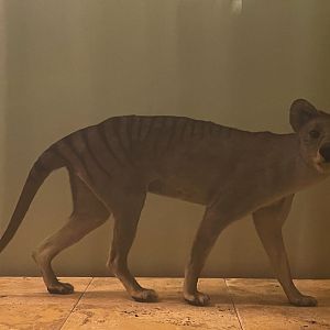 Thylacine