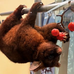 Gray Brushtail Possum