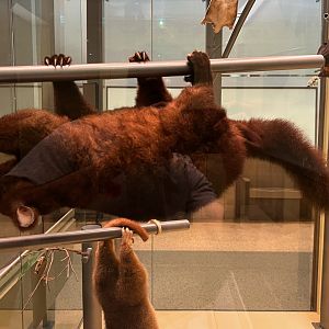 Gray Brushtail Possum