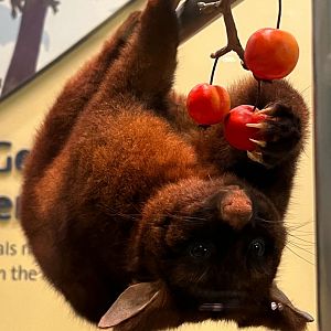 Gray Brushtail Possum