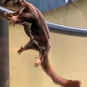 Sugar Glider