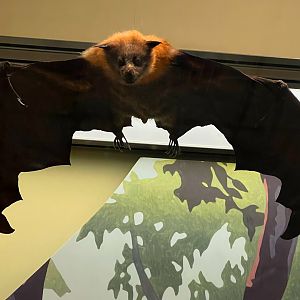 Grey Headed Flying Fox