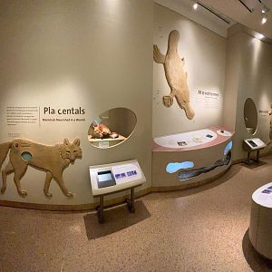Placental, Monotreme & Marsupial Mammals