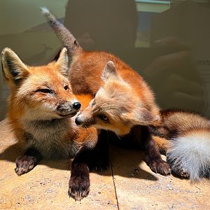 Red Foxes
