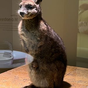 Red Necked Wallaby