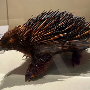 Short Beaked Echidna