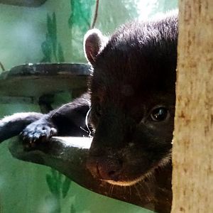 Yellow-Throated Marten