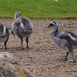 Cape Barren Goose Young