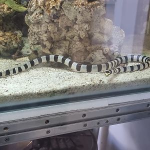 Yellow-Lipped Sea Krait (Laticauda colubrina)