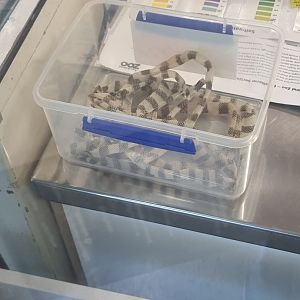 Yellow-Lipped Sea Krait (Laticauda colubrina) Shed skin