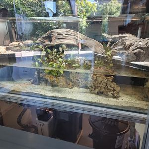 Yellow-Lipped Sea Krait (Laticauda colubrina) Habitat