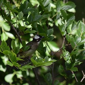 Light-vented Bulbul (Pycnonotus sinensis)