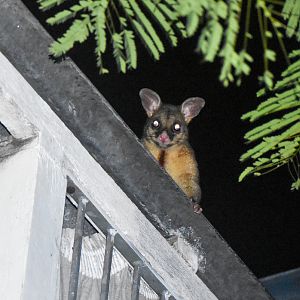 Common Brushtail Possum